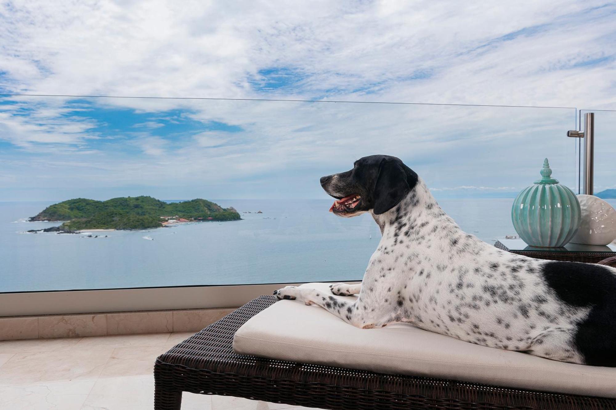 Azul Ixtapa Grand All Inclusive Suites - Spa & Convention Center Εξωτερικό φωτογραφία A dog at the Four Seasons Resort